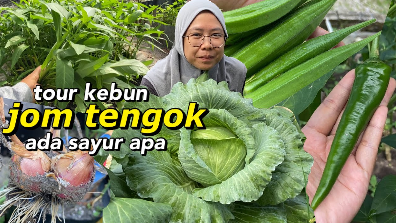 Tour kebun | jom tengok sayur apa yang cikdadida tanam kat kampung