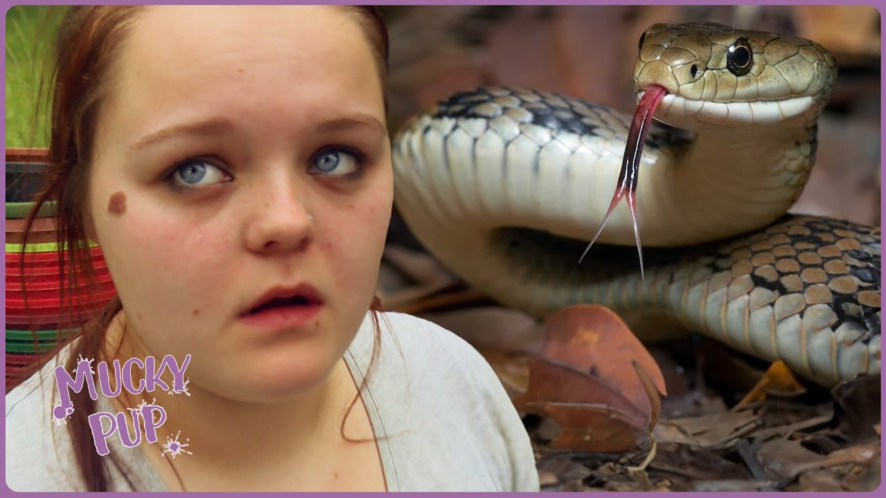 UK Pest Controller Kasey Has to Catch Dangerous Rough-Scaled Snake 🐍 | Deadliest Pests Down Under