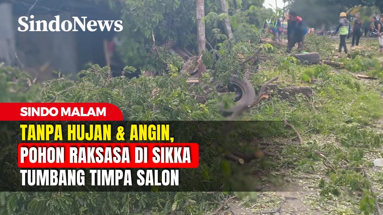 Tanpa Hujan & Angin, Pohon Raksasa di Sikka Tumbang Timpa Salon | Sindo Malam | 21/02 | Part 1
