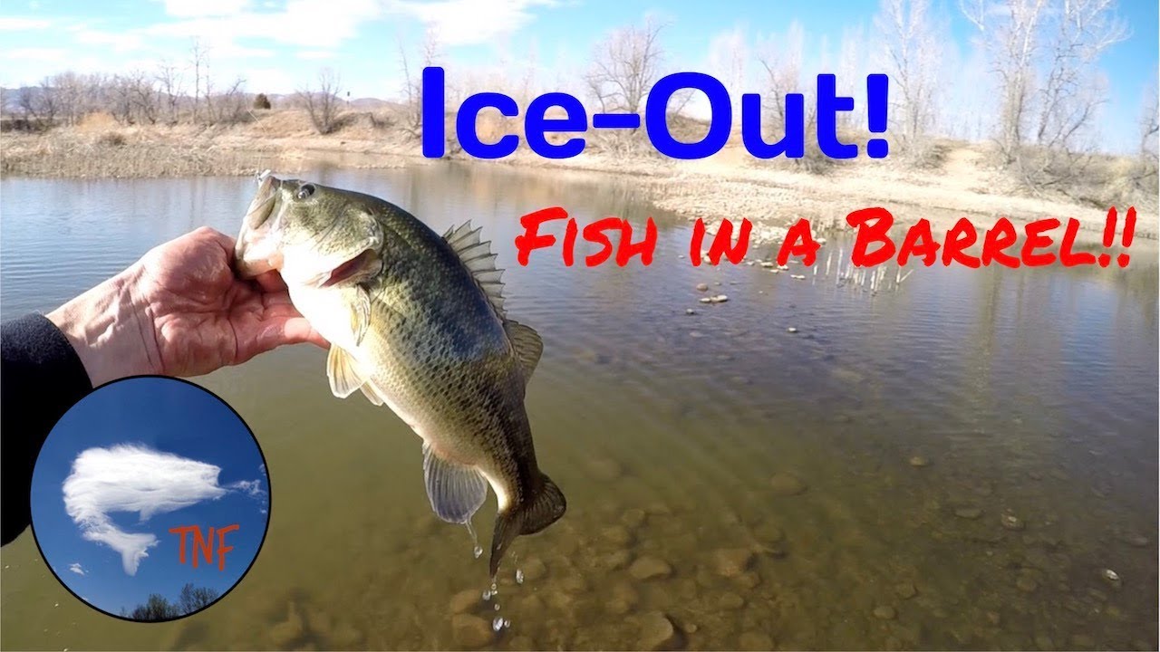 Late Winter Ice Out Bass Fishing: VFJ 12