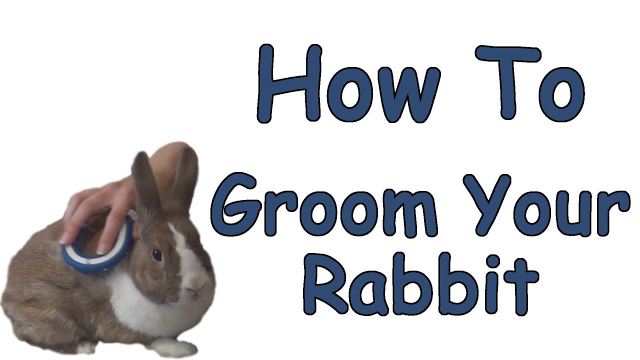 How To Groom Your Rabbit
