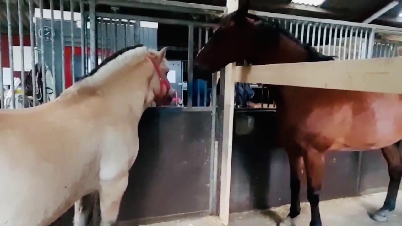 Nieuw paard samenvoegen in kudde - Inscharingsproces Fjord Peter