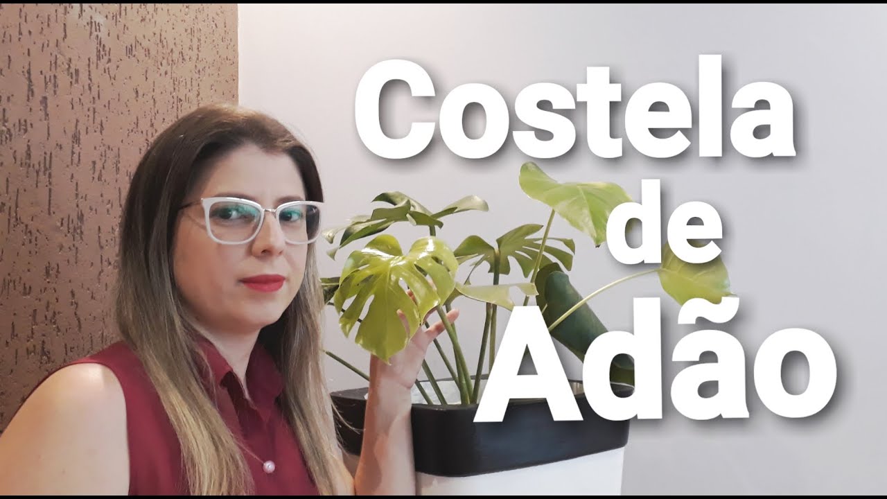 Como cuidar da Costela de Ad&atilde;o, Monstera deliciosa - Planta Terapia