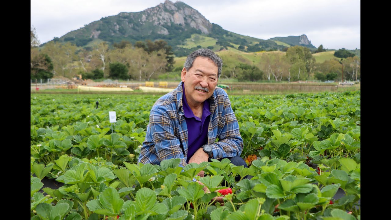 Strawberry Disease Identification & Management • Steve Koike, Director, TriCal Diagnostics
