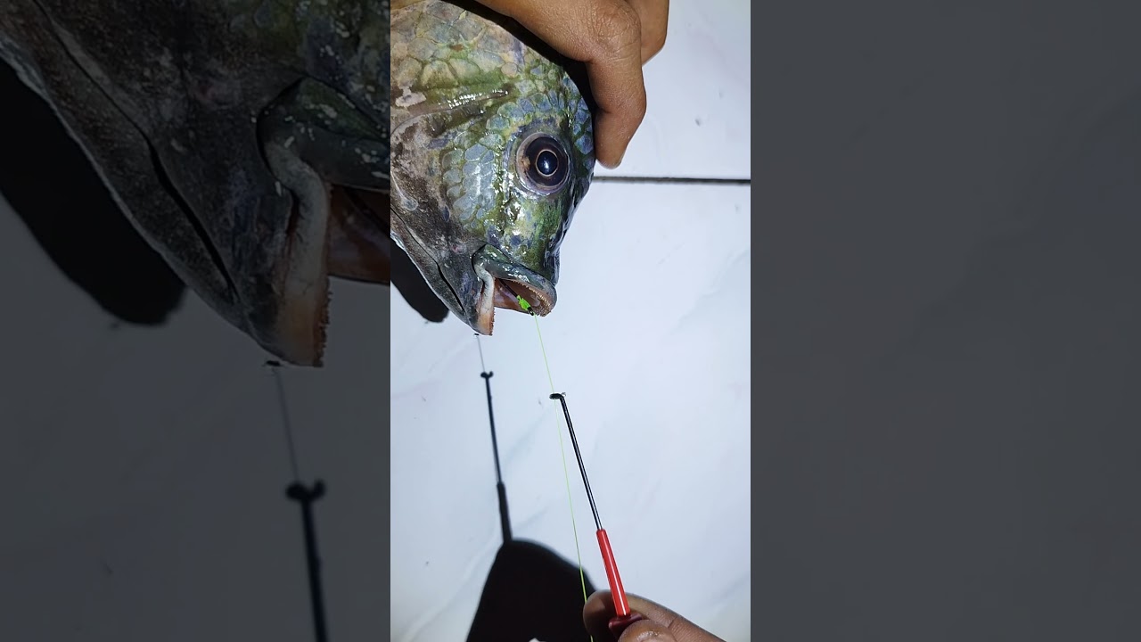 Easy way to remove the fishing hook from the fish's mouth