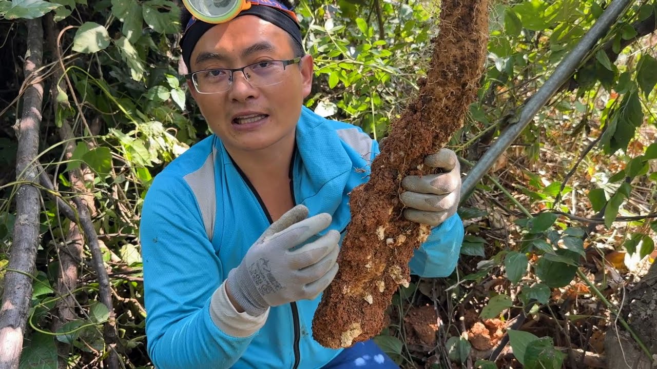 挖了2天的野生山药有40多斤，寄给老爸滋补，光快递费就花了200多块钱