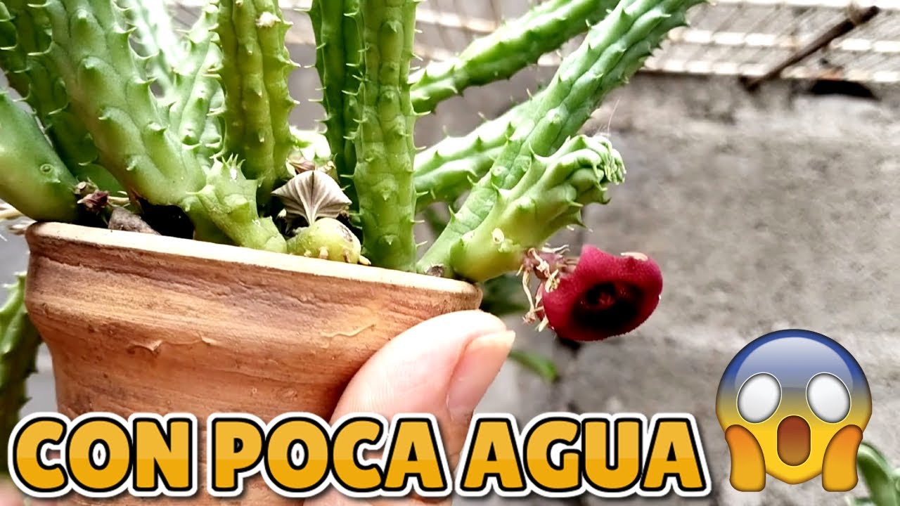 Una planta para principiantes (poco riego, f&aacute;cil de cuidar y reproducir)