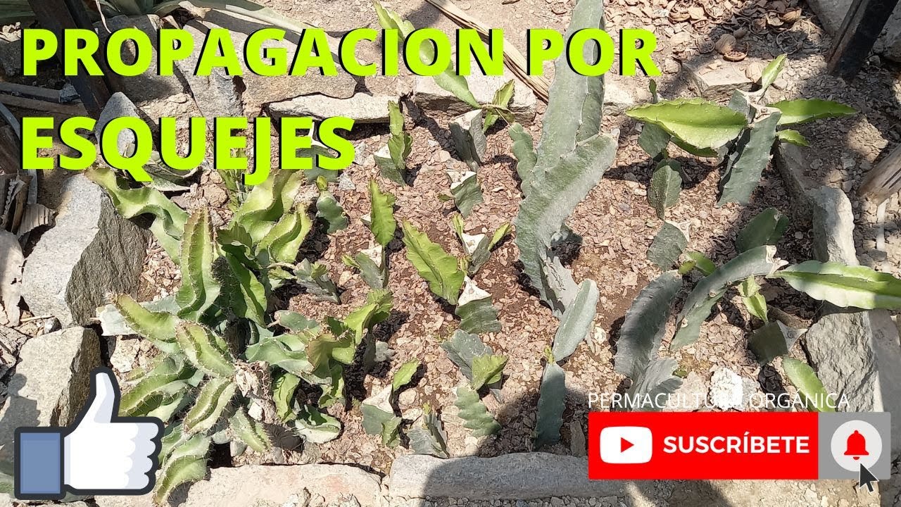 PROPAGACION POR ESQUEJES DE PITAHAYA