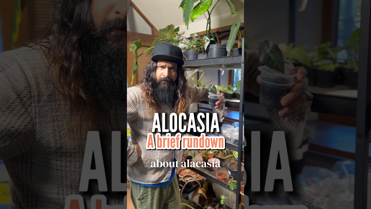 Как выращивать алоказию &mdash; советы и рекомендации за 44 секунды #алоказия #джунглидома #растения #д...