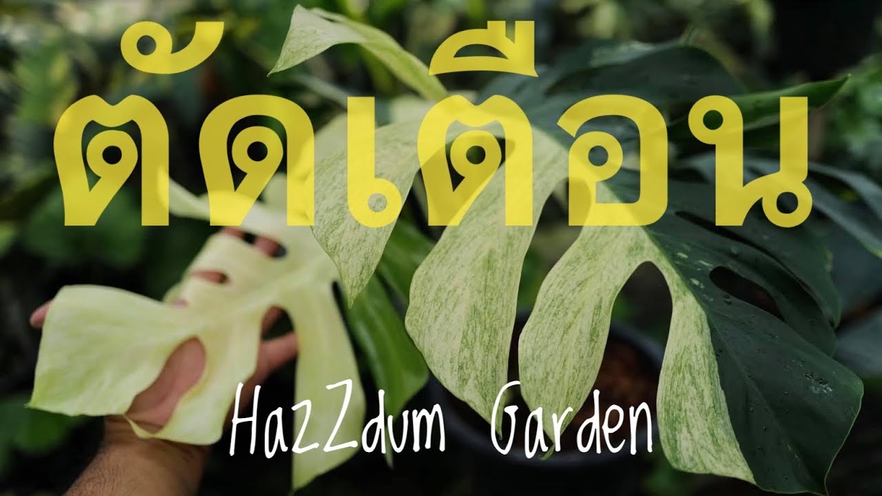 ตัดเตือน @hazzdum_garden