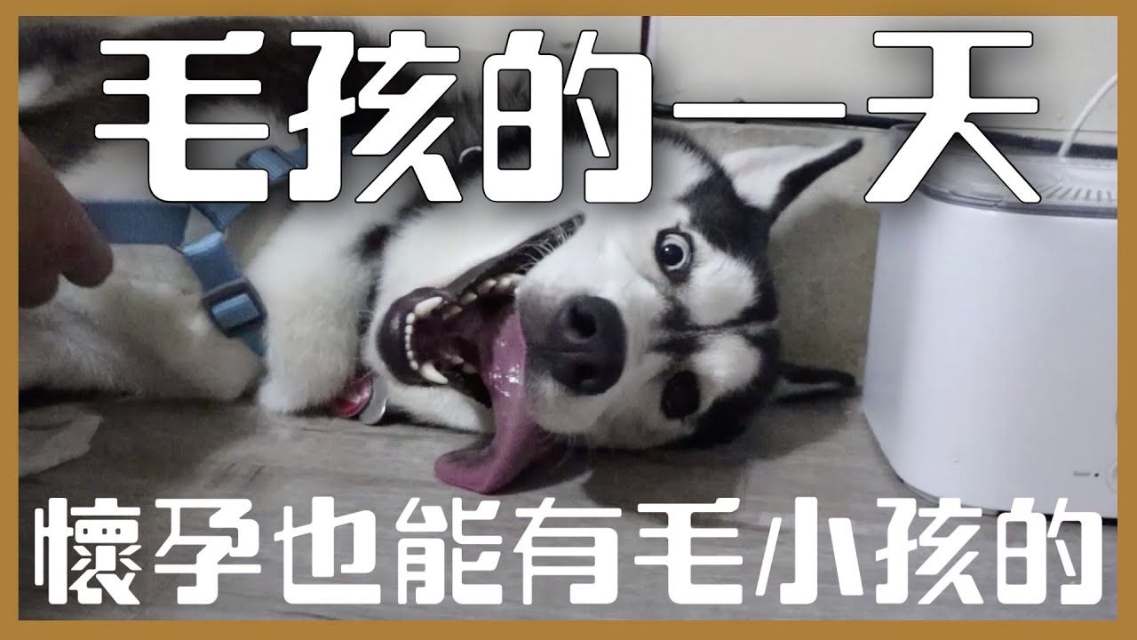 【毛孩的一天】四公主與一王子的日常！懷孕也能有毛小孩的！｜❤彥婷