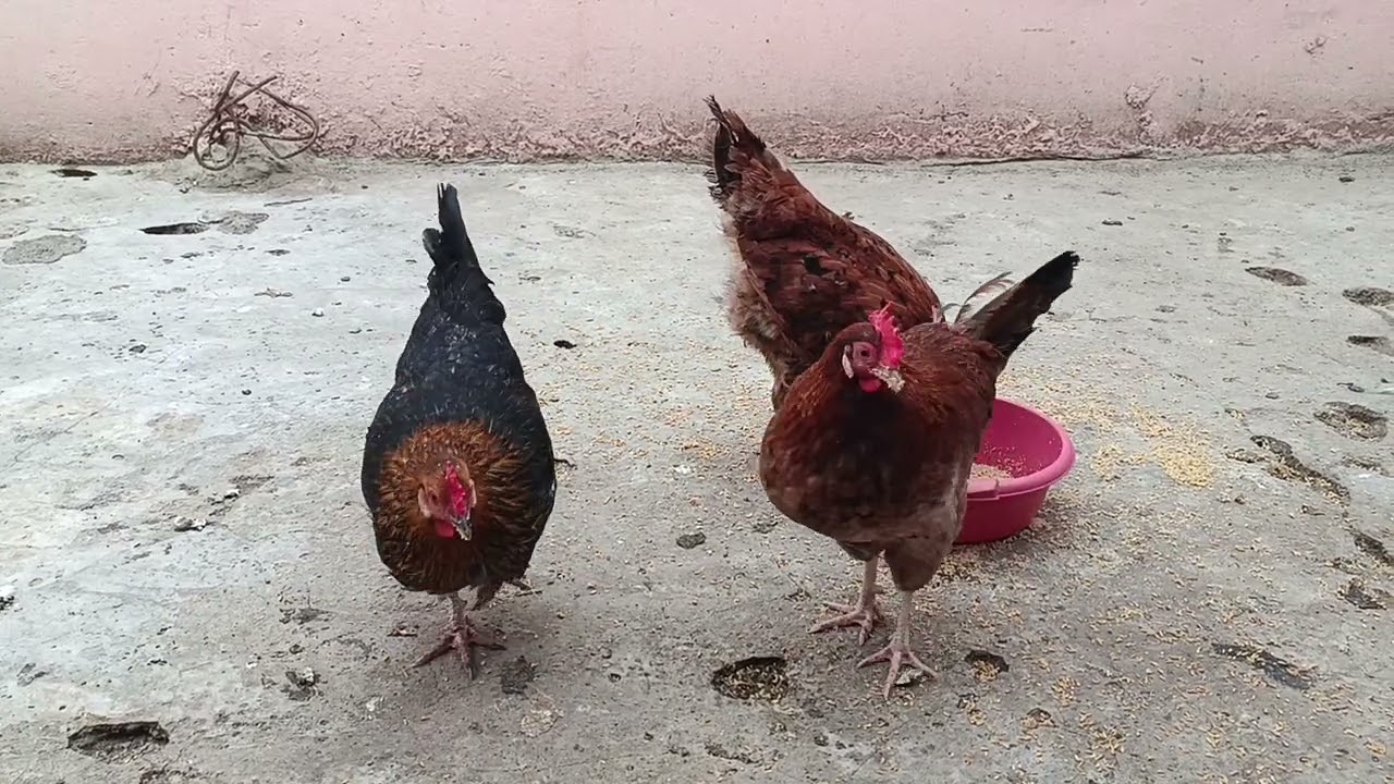كل مساء انواع أكلة دجاج 