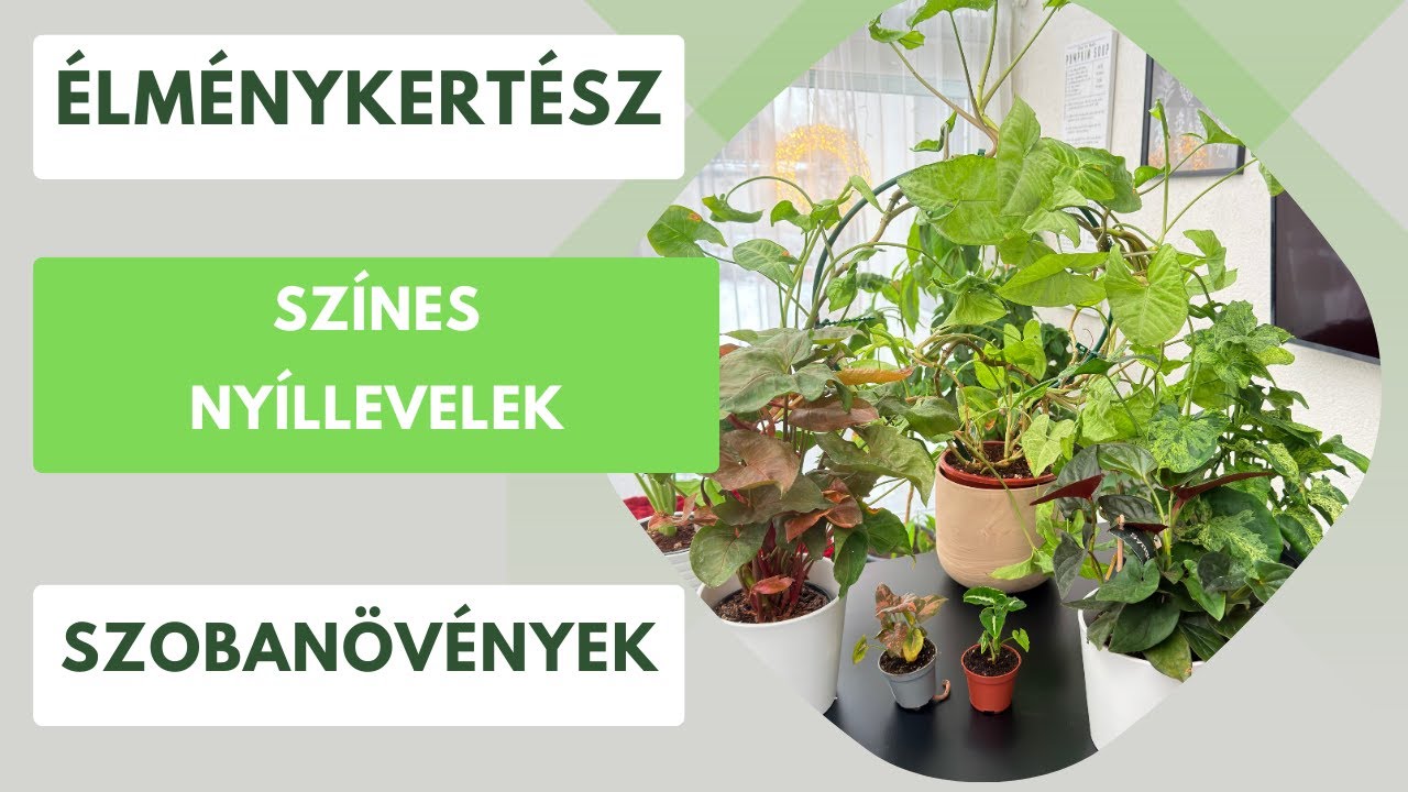 Különleges nyíllevelek🪴 A Syngonium nem egy unalmas szobanövény!