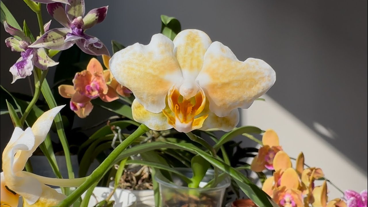 Phal. Rancho Bariloche, Rhein Blue Angel, phal. hieroglyphica - квітнення вересень 2025
