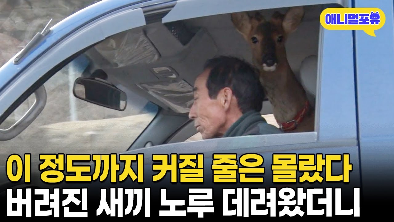 솔직히 이만큼 클 줄 몰랐다;; 새끼 노루 죽기 직전 데려왔더니 I KBS 생활의 발견 170223 방송