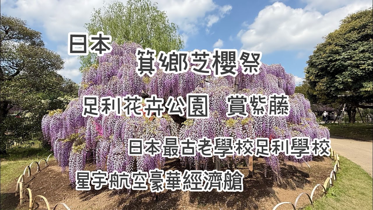 日本～小東北賞櫻Part8（終）箕鄉芝櫻祭、足利花卉公園賞紫藤、日本最古老學校足利學校、星宇航空豪華經濟艙