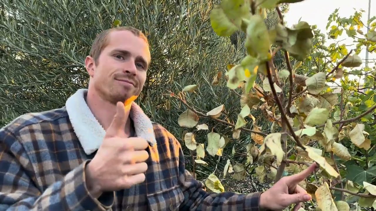 Growing Pistachio Trees: Tips and Insights from My Food Forest Experiment!