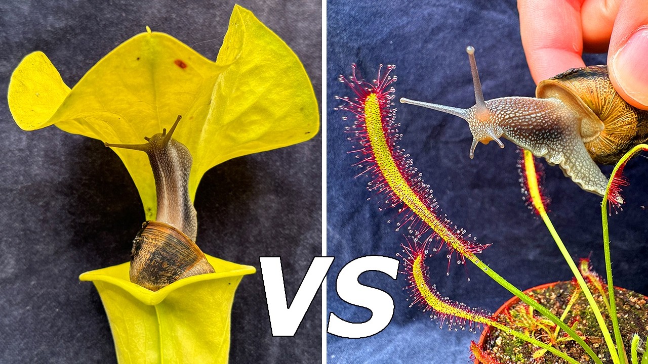 Carnivorous Plant Olympics - Which One Eats the Most Pests?