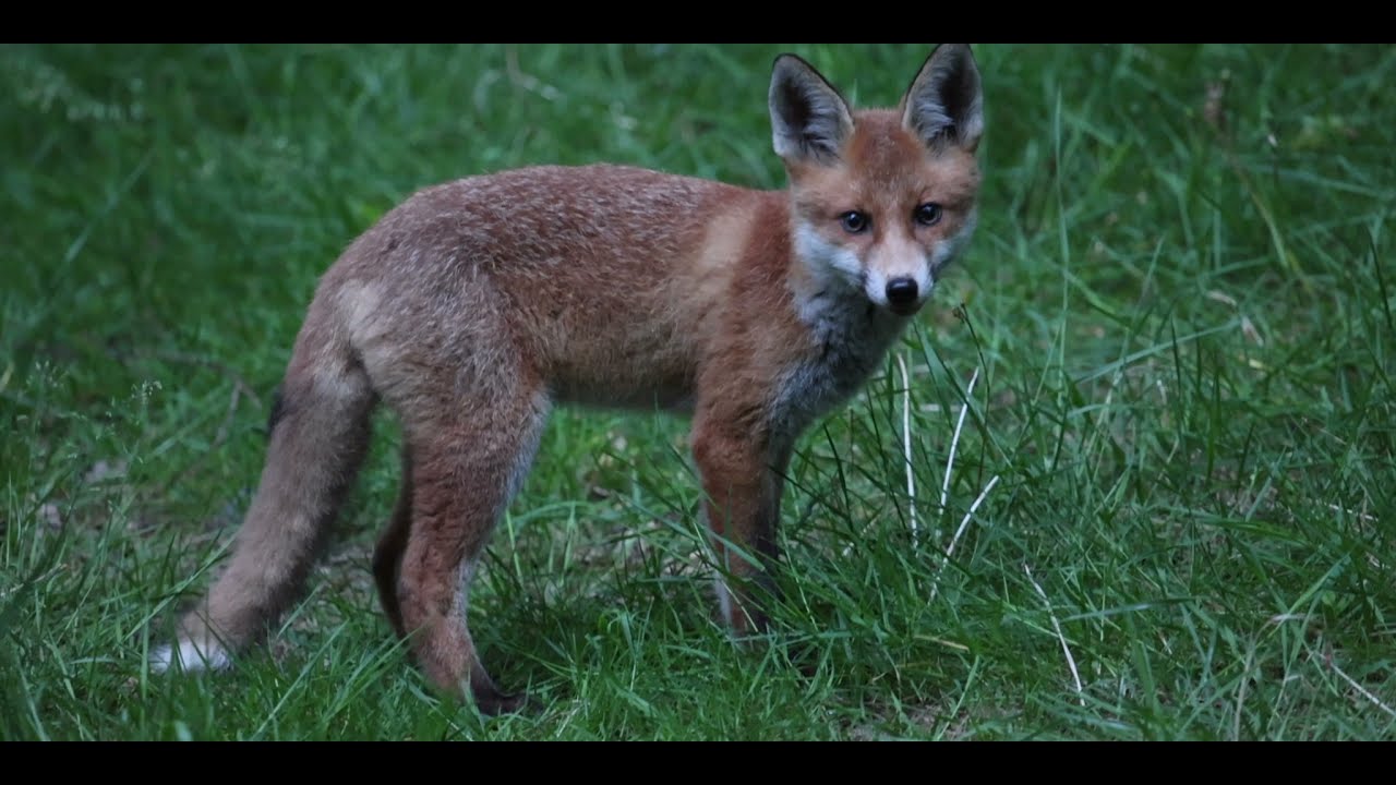 Canon R5: A great all round wildlife camera
