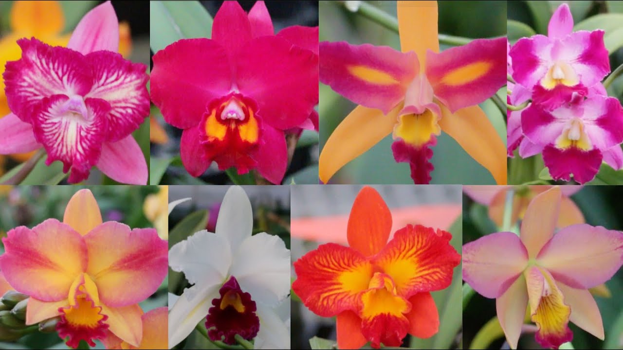 Sunset Valley Orchids