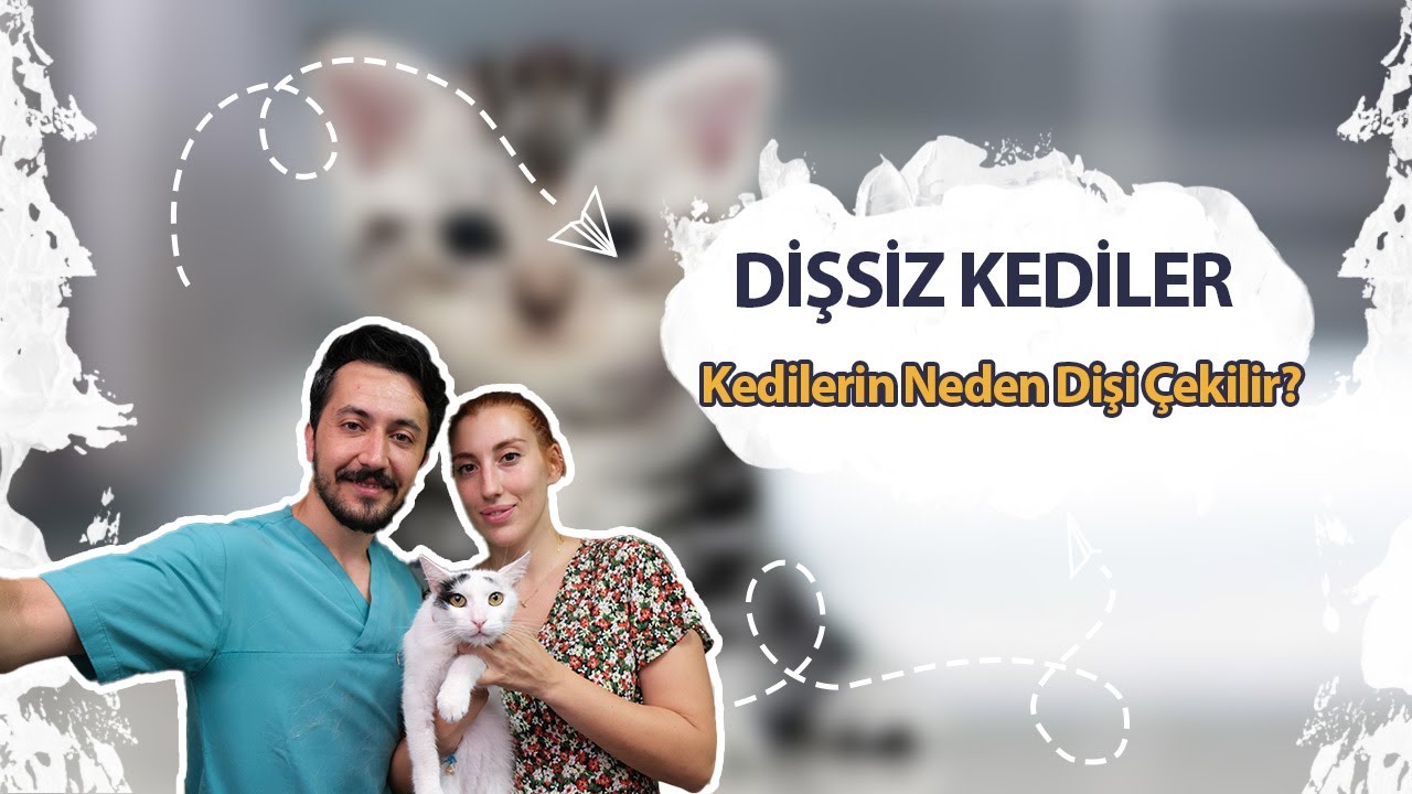 DİŞSİZ KEDİLER: Kedilerin Dişleri Neden Çekilir?