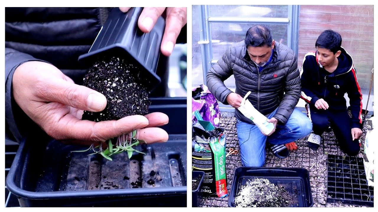 Best Potting Soil Mix for Growing Peppers In Pots - How To Grow Chillies At Home (Ep 3)