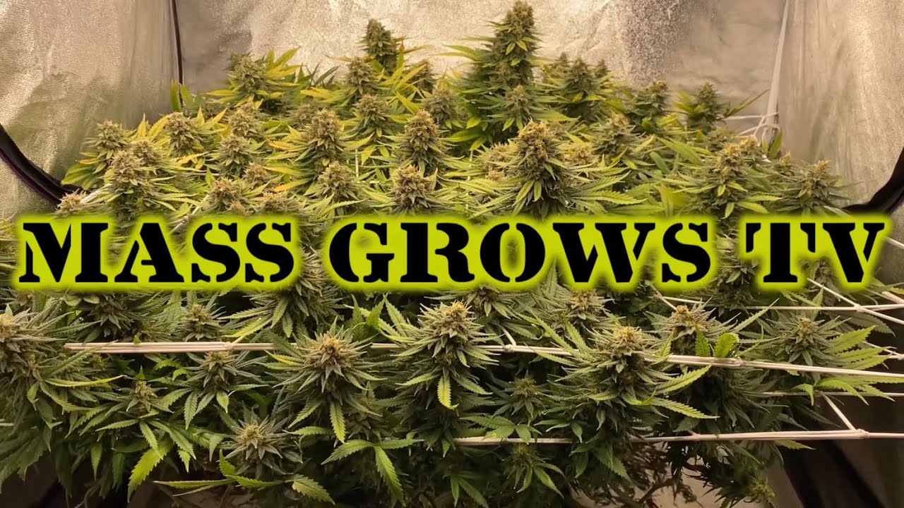 Canna Nutrients Grow - Harvest!