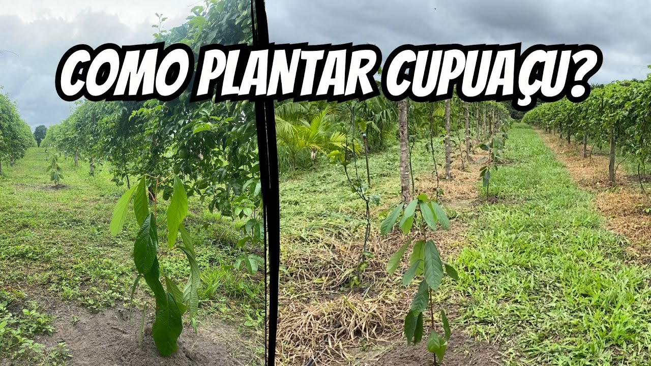 Como plantar cupuaçu corretamente? (Embrapa BRS Carimbó)