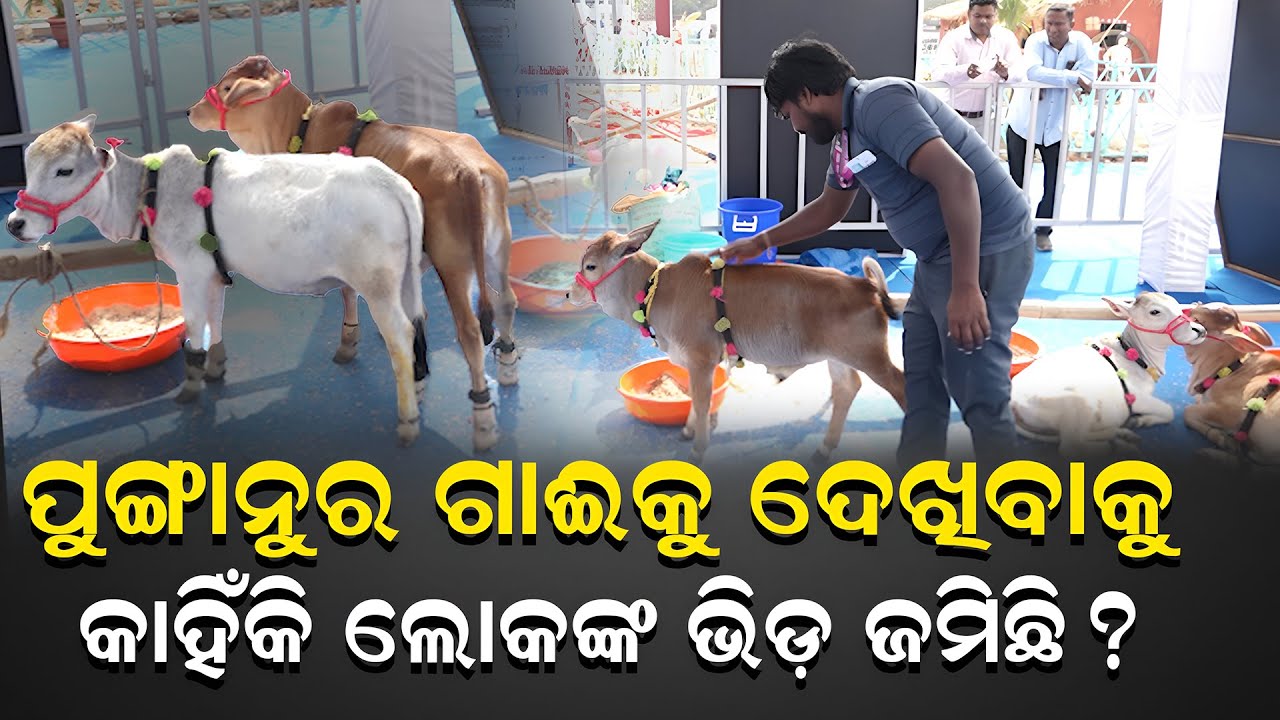 ପୁଙ୍ଗାନୁର ଗାଈର ଦାମ କେତେ ଲକ୍ଷ ଟଙ୍କା, କେଉଁଠି ମିଳେ ଏହି ପ୍ରଜାତିର ଗାଈ ||charcha tv