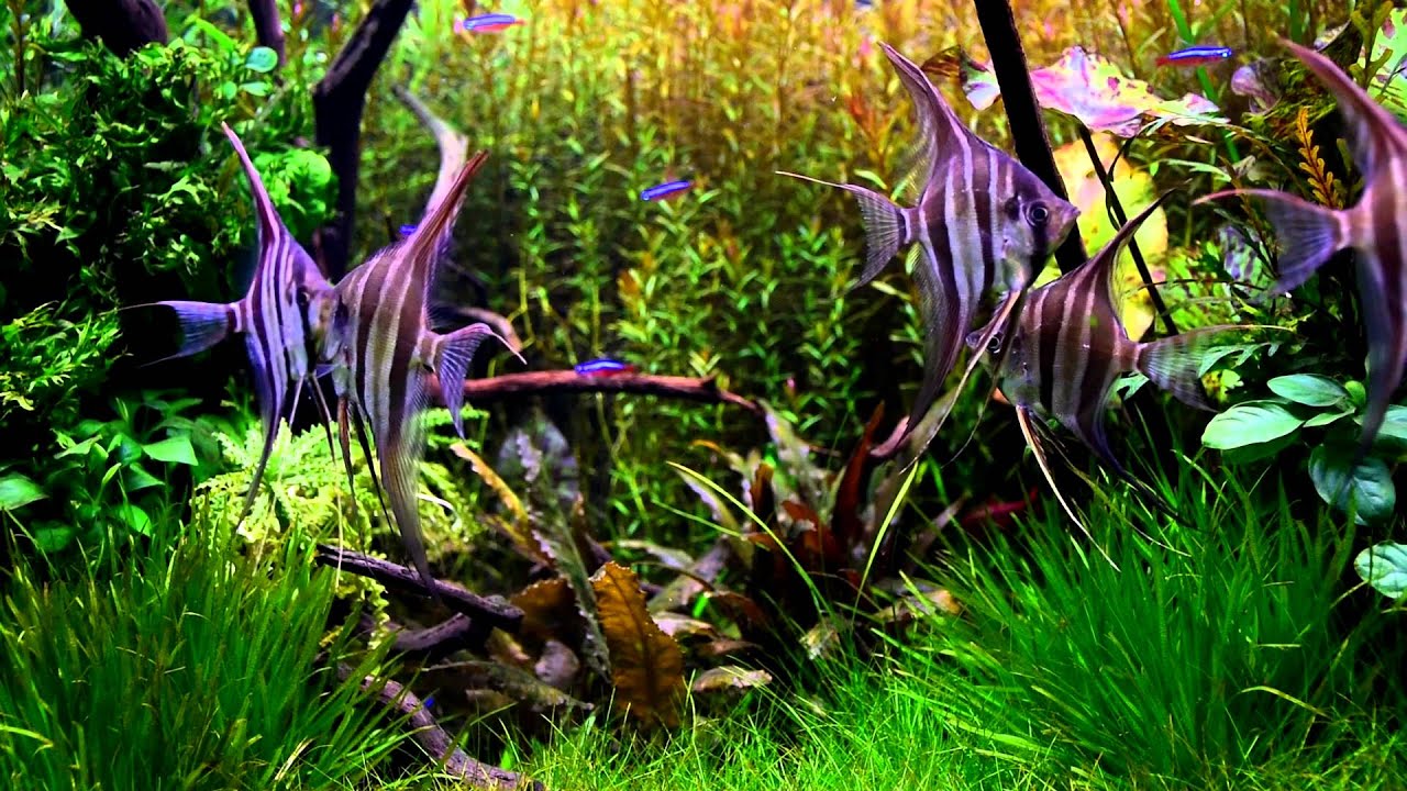 My Colombia Altum Angelfish Tank