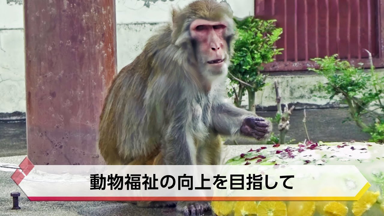 京都市動物園120周年② 動物福祉の向上を目指して【特集】