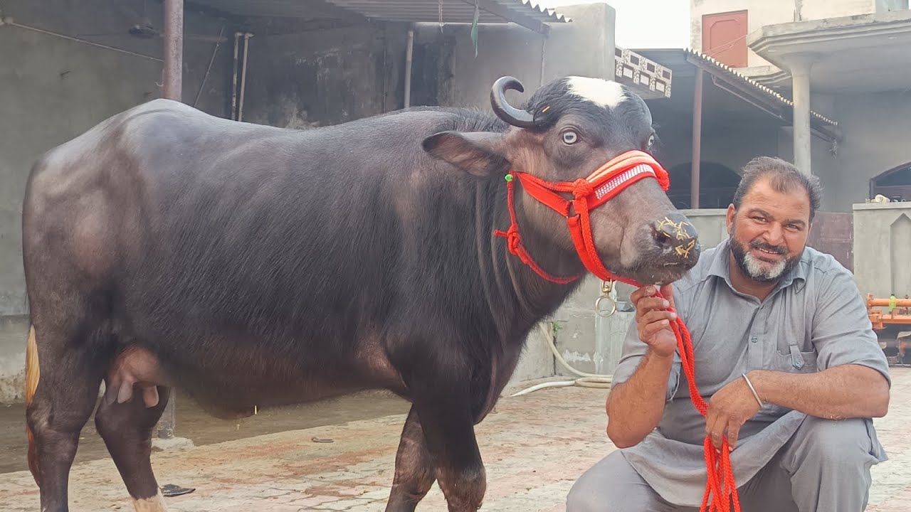 ਦਲੇਰ ਡੱਲ ਵਾਲਾ ਲੈ ਆਇਆ ਤਿੰਨ ਮੱਝ ਚੋਟੀਆਂ ਦੋ ਚੋਟੀਆਂ ਨੀਲੀ ਦੀਆਂ ਇੱਕ ਮੋਹਰਾਂ ਦੀ ਲੁੱਟ ਲੋ ਮੇਲਾ9779249006👈📞