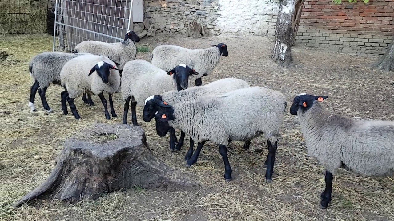 Romanov rams from www.romanovskaovce.cz