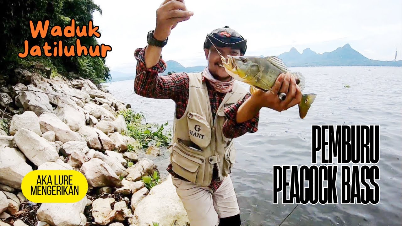 BERBURU IKAN PEACOCK BASS DI WADUK JATILUHUR
