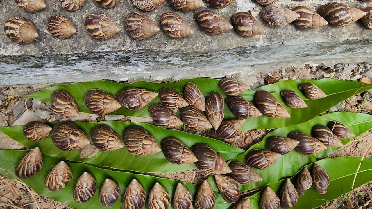 Wow! There Are Many and Many Long Snails Are Sleeping Here! Catching Snails