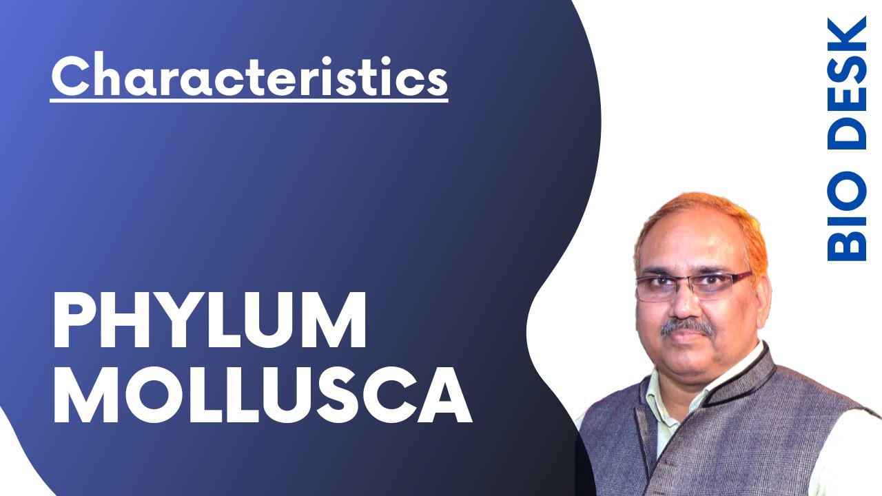 Phylum Mollusca - General Characteristics