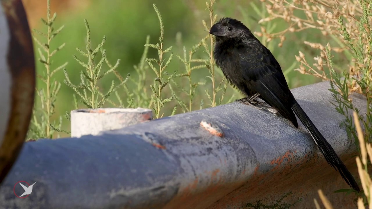 Colorado Groove-billed ani.