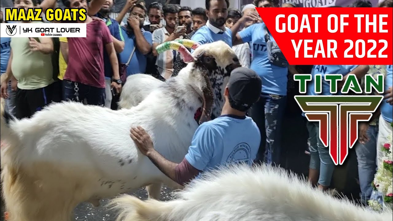 Biggest Goats of The Year 2022 TITAN AT KAR MAZE MITRA MANDAL MAAZ GOATS AYRO FARM I YK Goat Lover