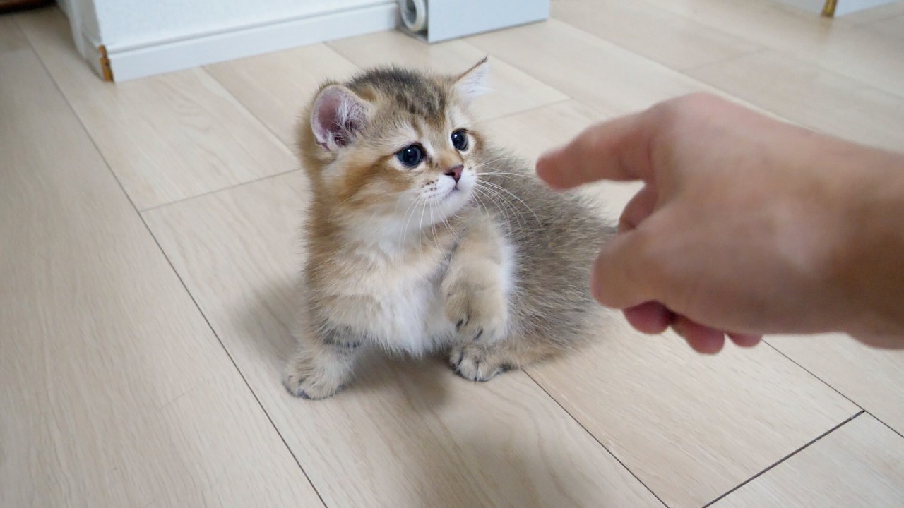 Cute kitten punching away with its tiny front paws...