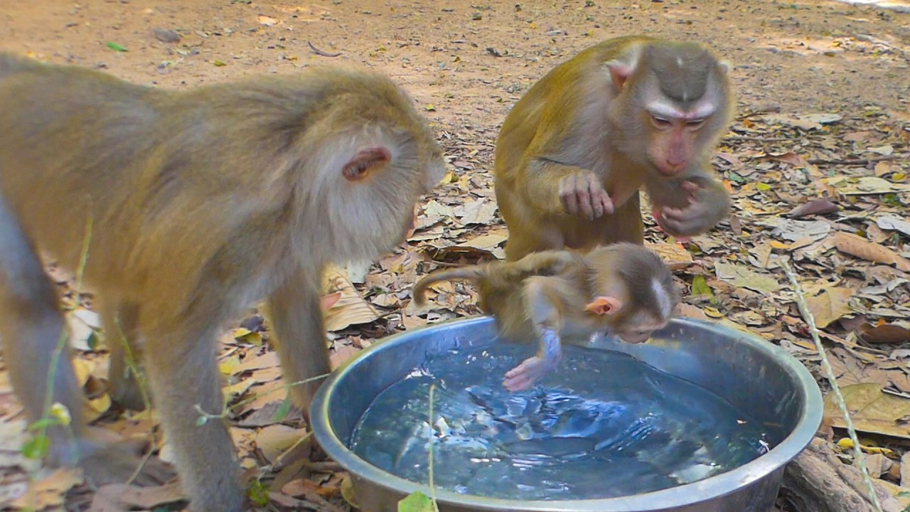 Does Lucan want to learn swimming in the big bowl? In the hot season monkeys need water