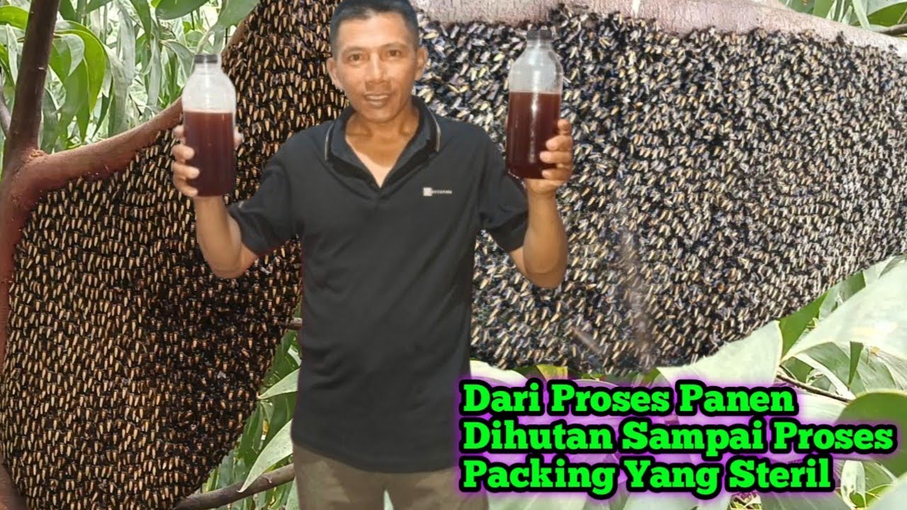 Begini Proses Madu Hutan Murni Yang Alami Tanpa Mesin  #bee#honey#panenmaduhutan#packing#madu#hutan 
