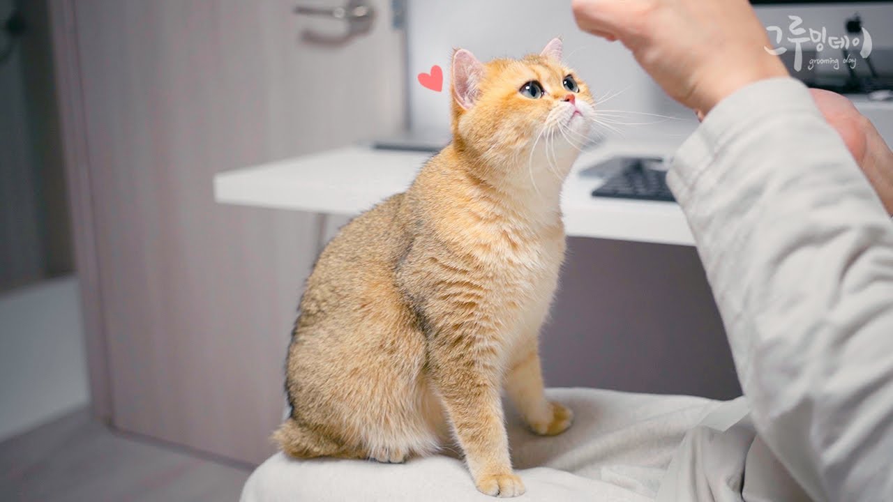 무릎 위에서 밥먹는 귀여운 고양이 ㅋㅋㅋ