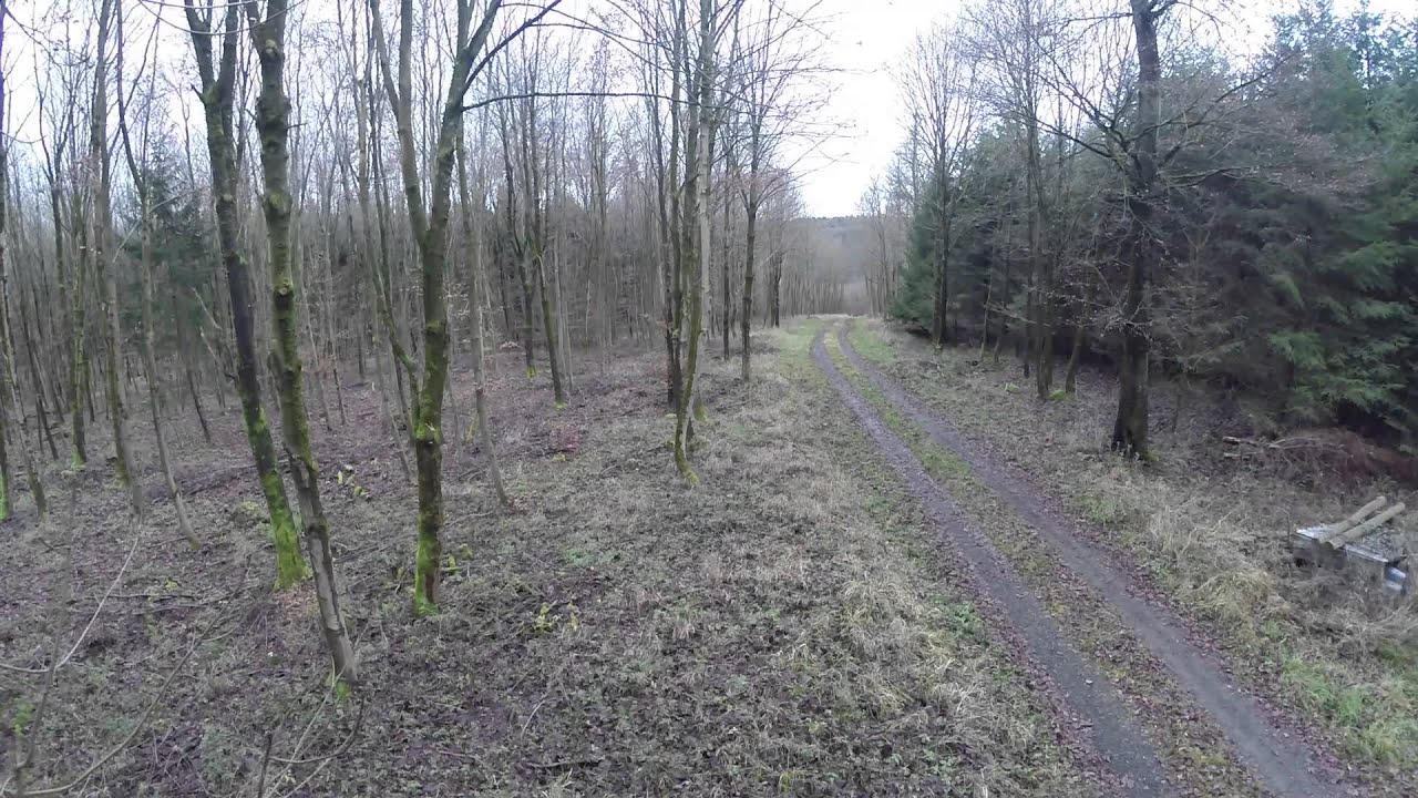 Triplé de grands cervidés