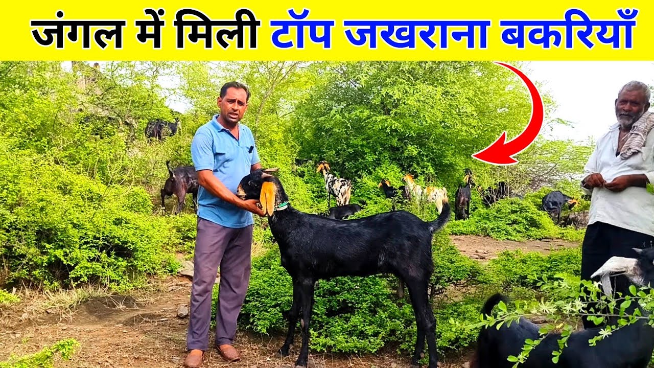 Jakhrana Bakri की खोज में मिली जंगलों में टॉप क्वॉलिटी बकरियां | Jakhrana goat farming