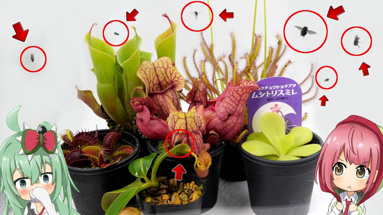 【検証】どの食虫植物が一番虫を取る!? 大量の虫を入れて実験してみた!!【食虫植物TV】