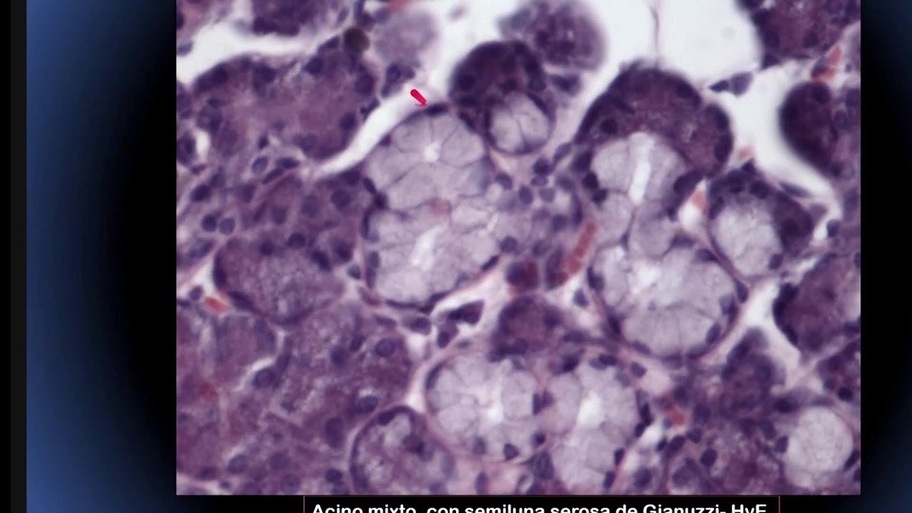 PARALELO DE HISTOLOGÍA- MICROSCOPÍA Y TÉCNICA. TEJIDO EPITELIAL