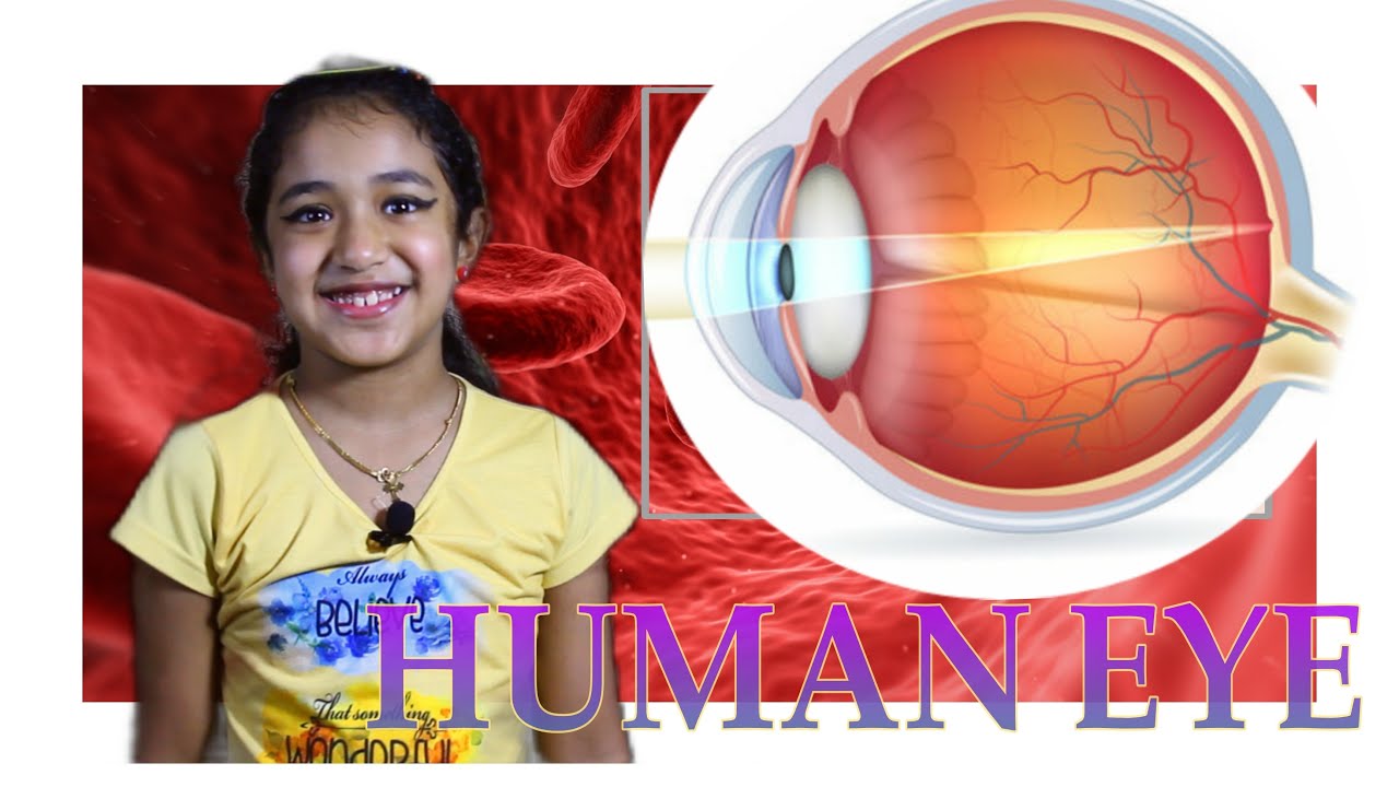 Sense organ HUMAN EYE  #science #education