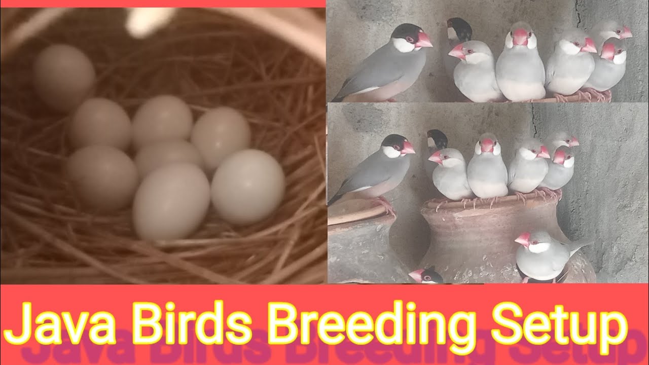 Java Birds Breeding Progress 2025/26 l Gray Java l Silver Java l White java l Fawn Java l Albino