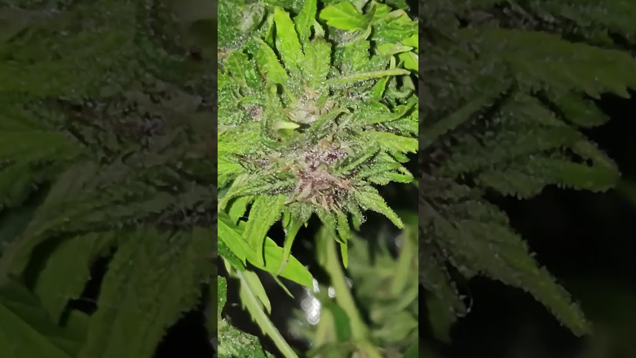 cash crop auto finished ✅ #420 #reepwhatyousow