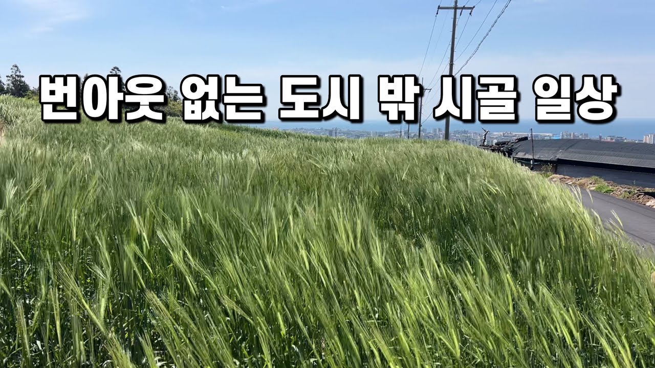 SUB 단순로그302 in Jeju 초록이 마음을 씻어주는 번아웃 없는 도시 밖 시골 일상 vlog